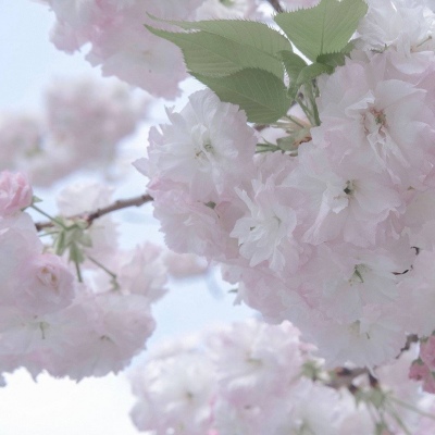 仙桃福瑞交流群